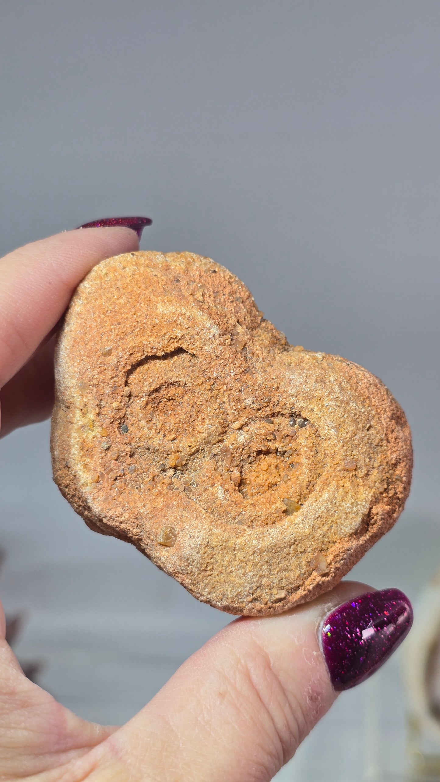Sahara Desert Stromolite Fossil