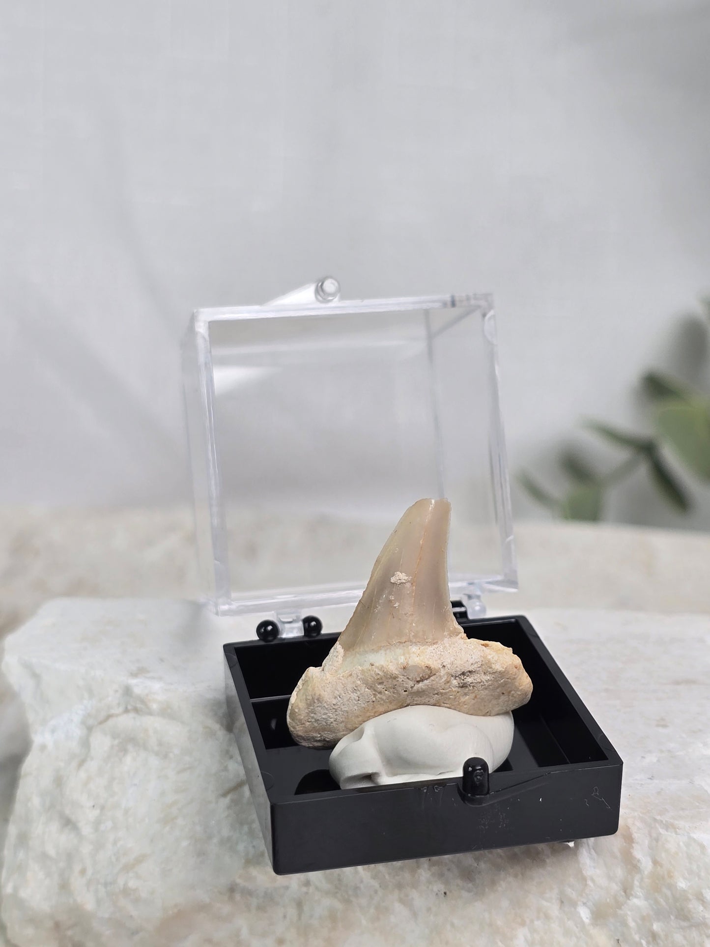 Shark Tooth