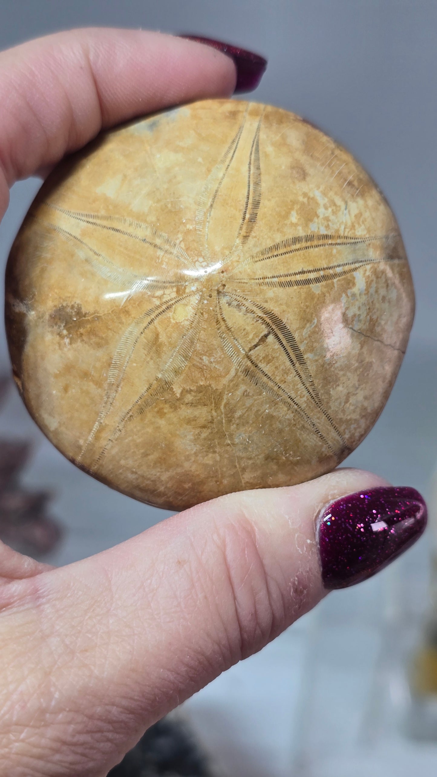 Madagascan Sea Urchin Fossil (sand dollar)