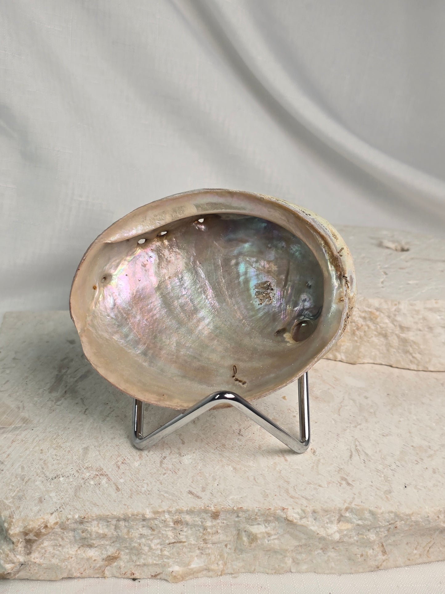 Abalone Shell & metal stand