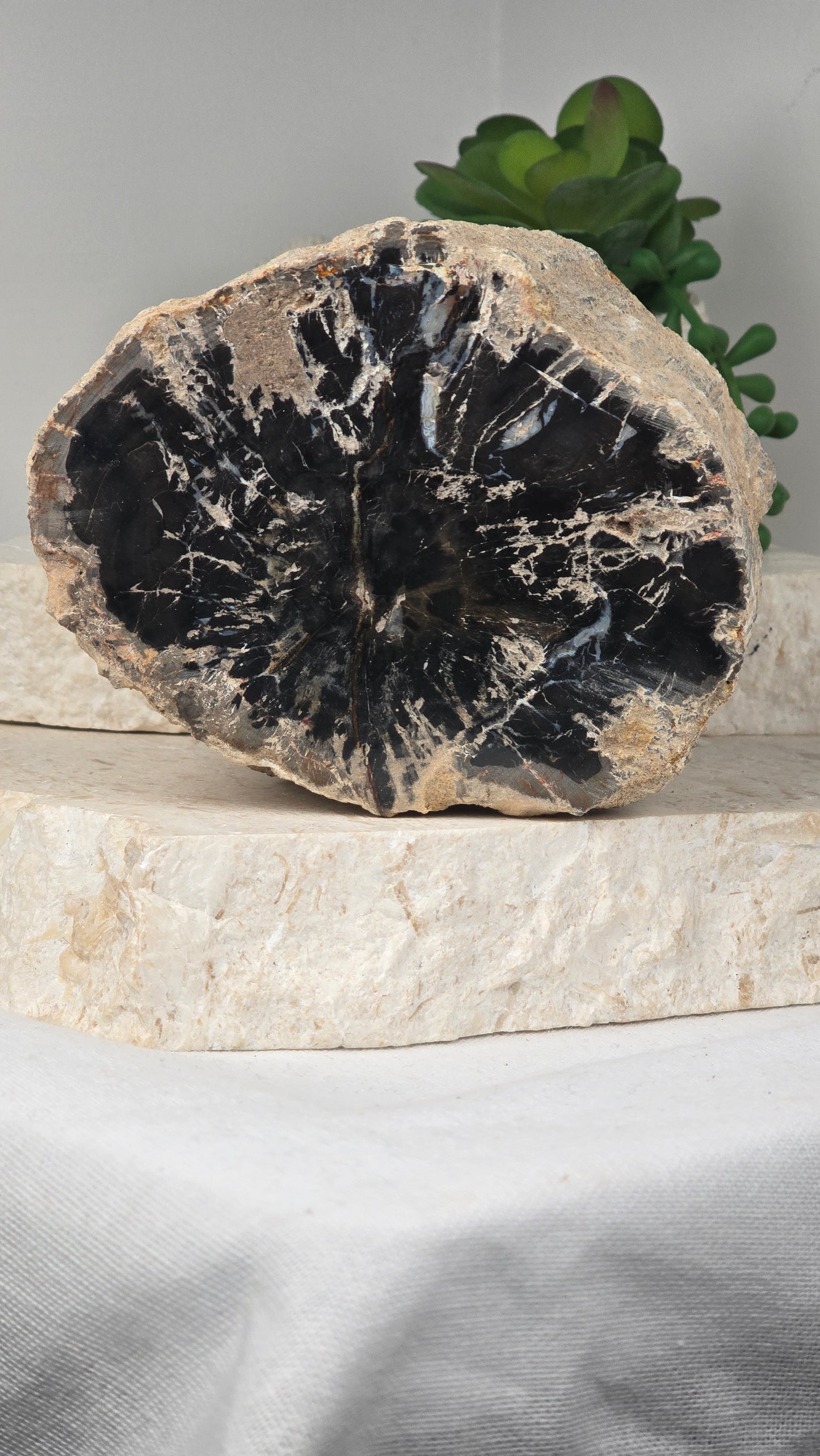 Petrified Wood