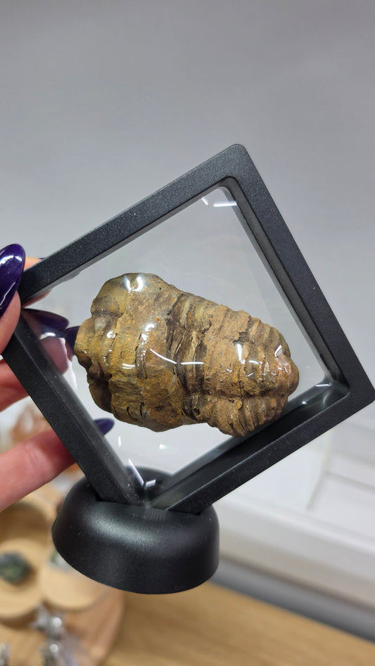 Trilobite Fossil