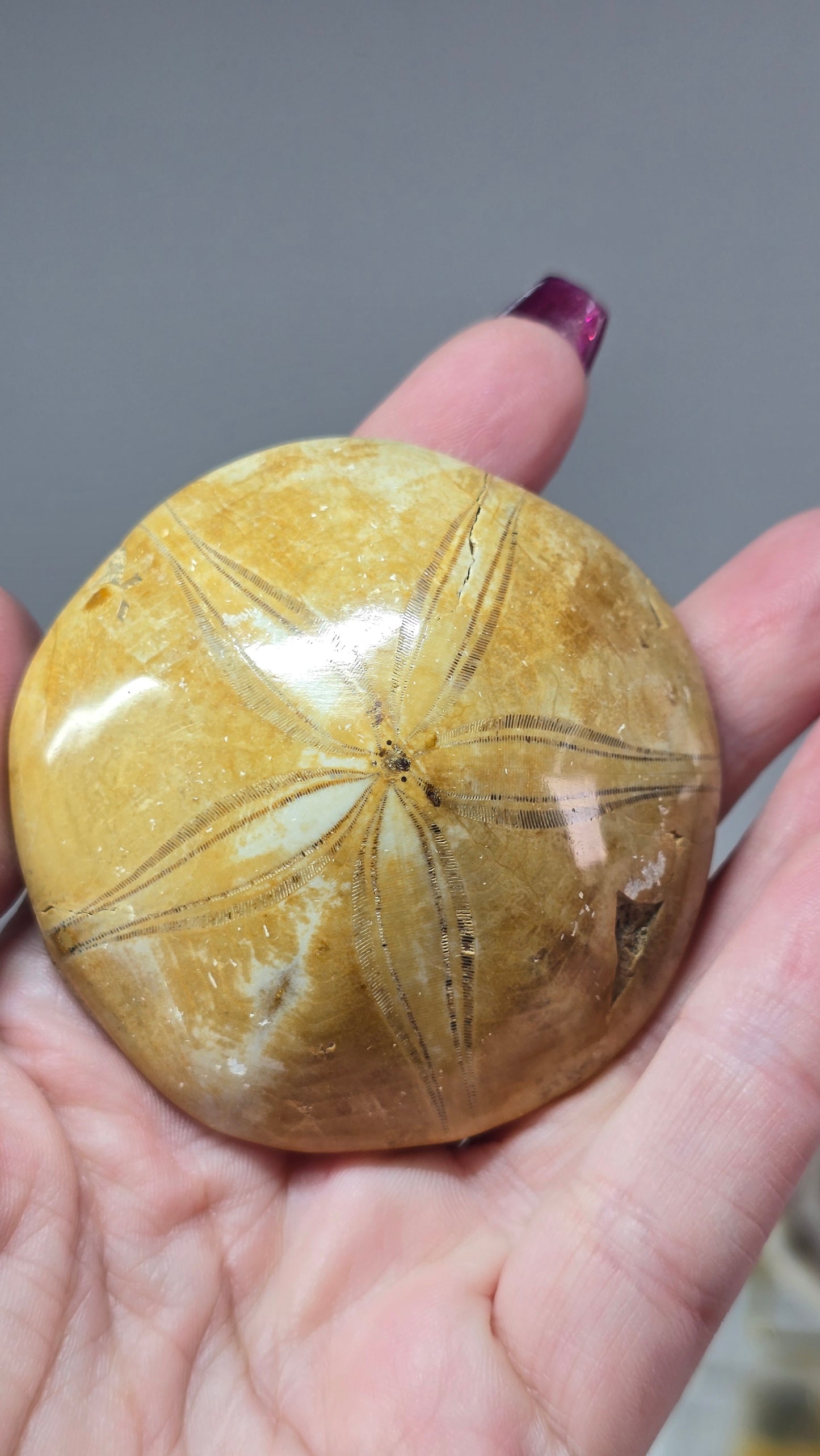 Madagascan Sea Urchin Fossil (sand dollar)