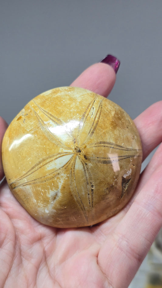 Madagascan Sea Urchin Fossil (sand dollar)