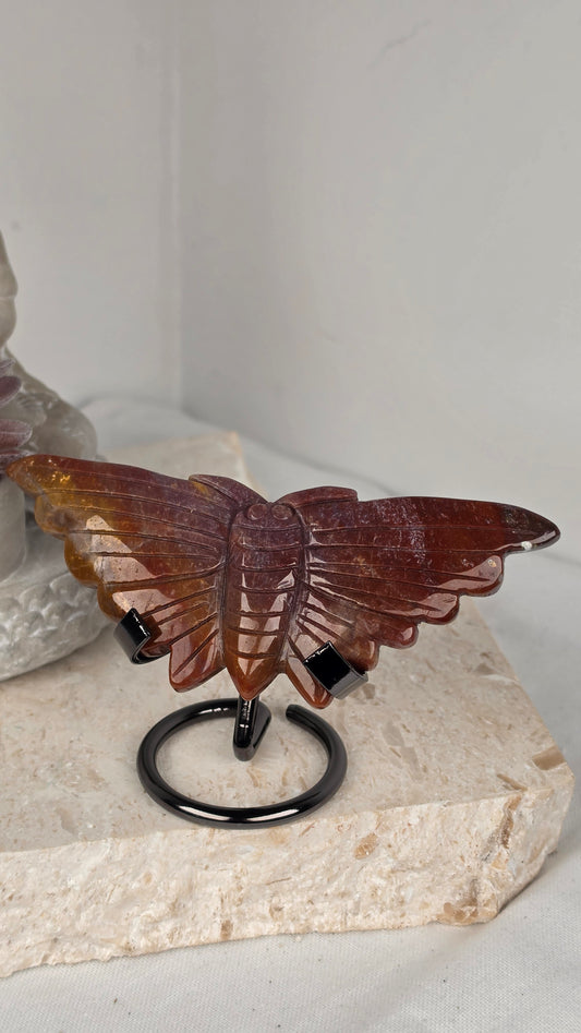 Ocean Jasper Moth