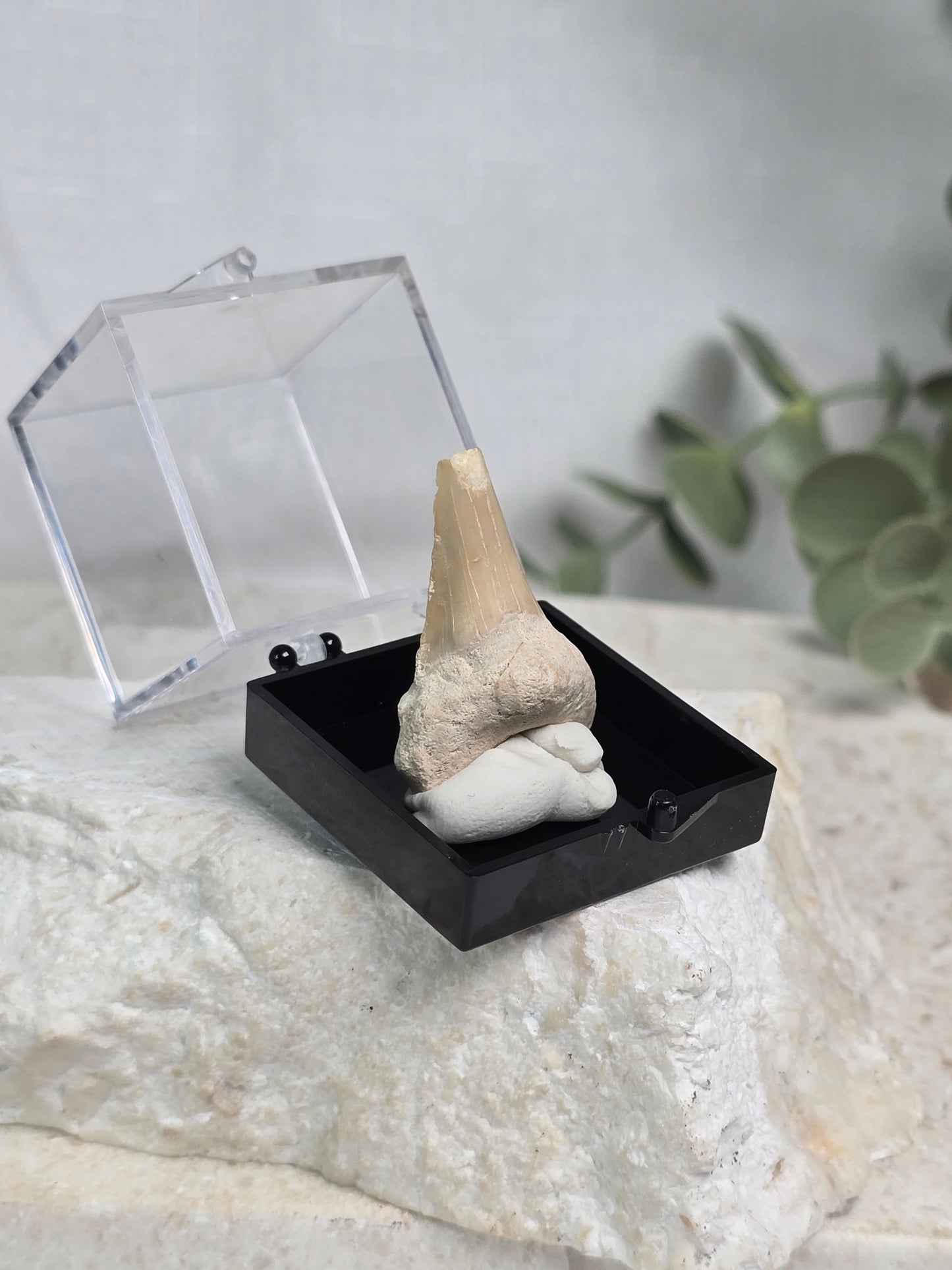 Shark Tooth
