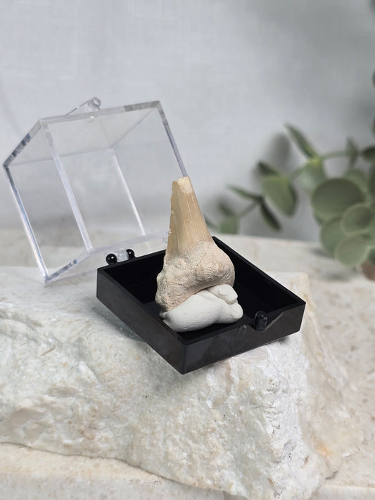 Shark Tooth