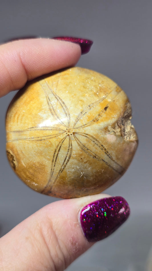 Madagascan Sea Urchin Fossil (sand dollar)