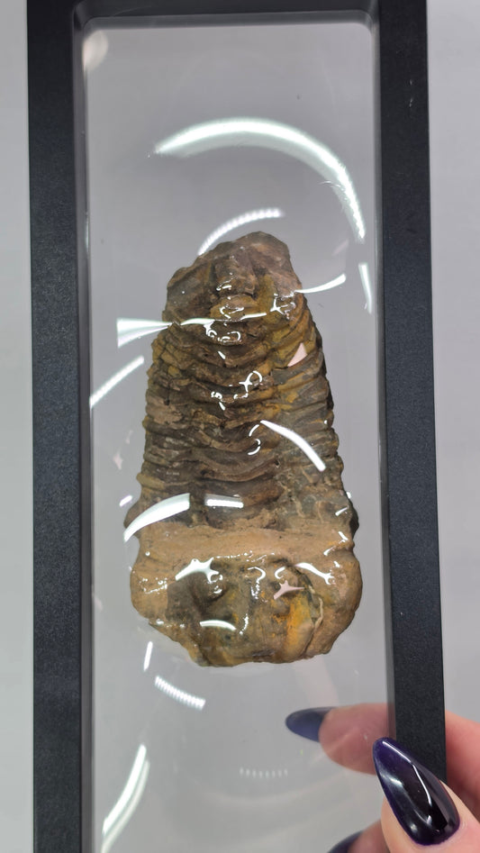 Trilobite Fossil