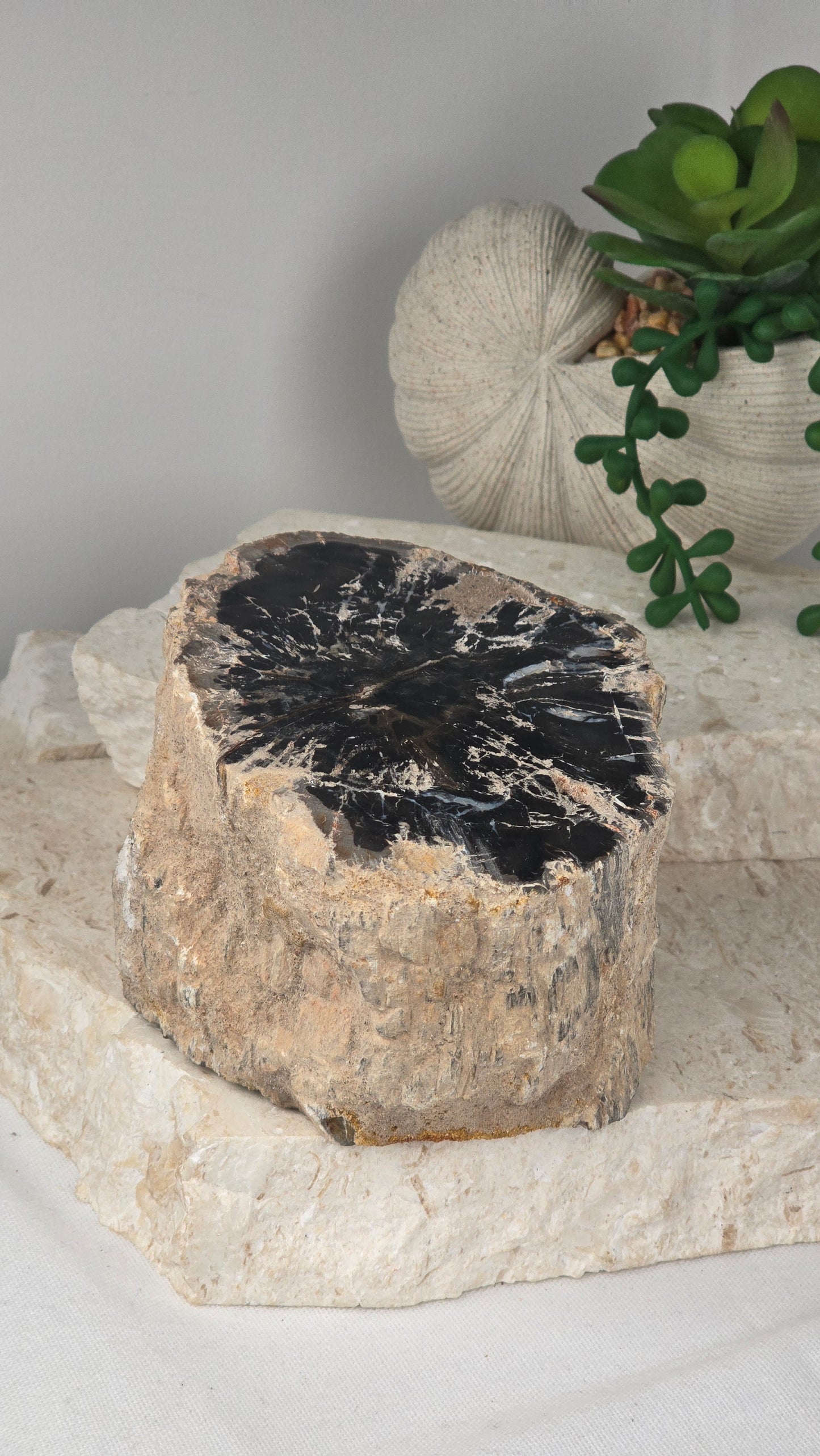 Petrified Wood