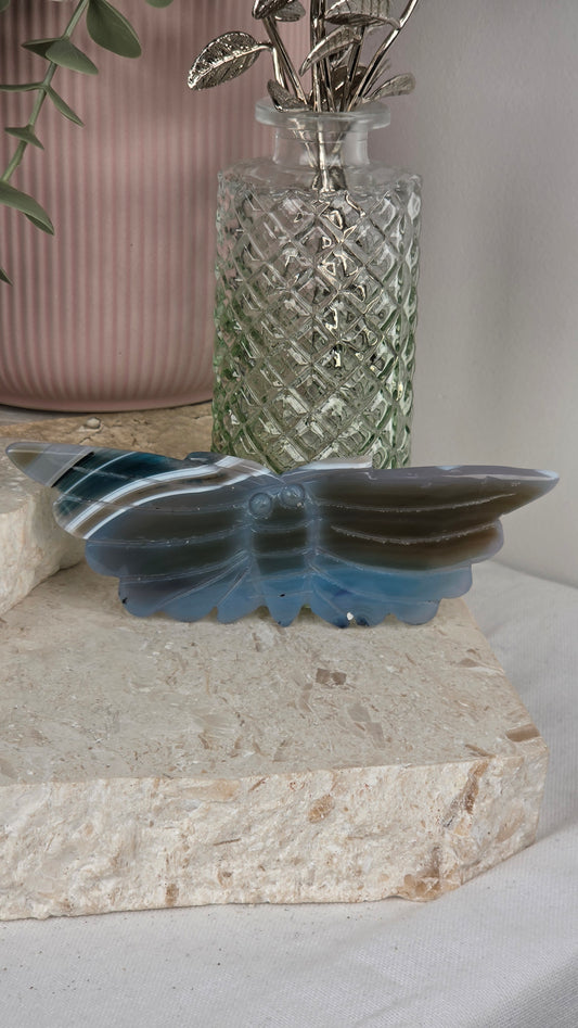 Blue Onyx Moth