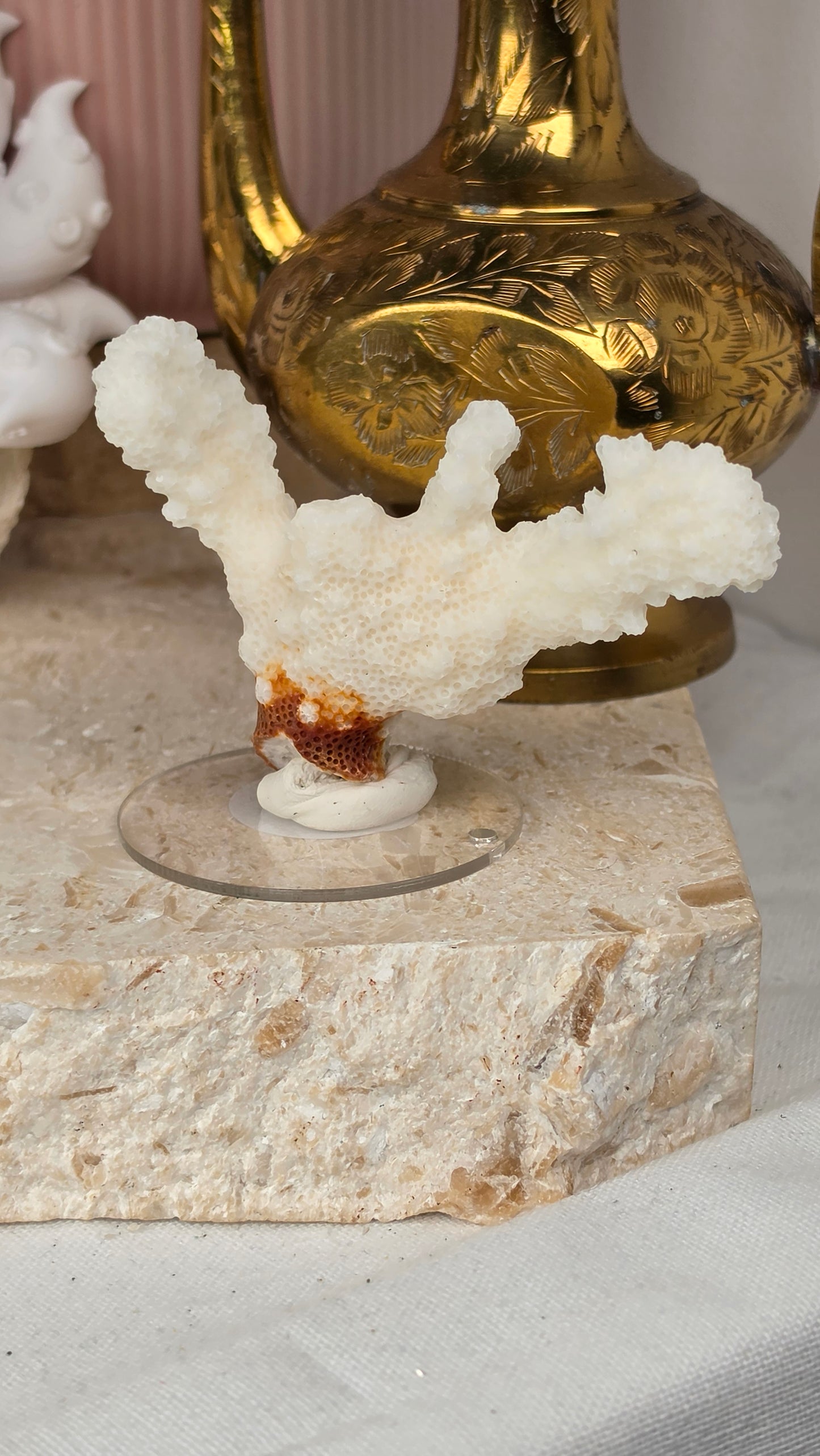 Finger Coral Specimen