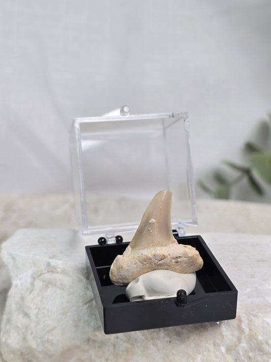 Shark Tooth