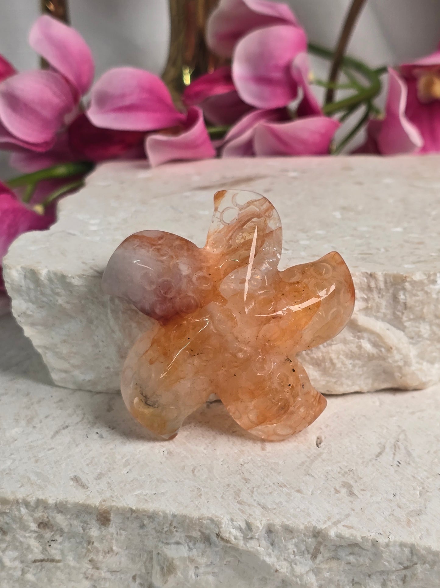 Golden Healer Starfish