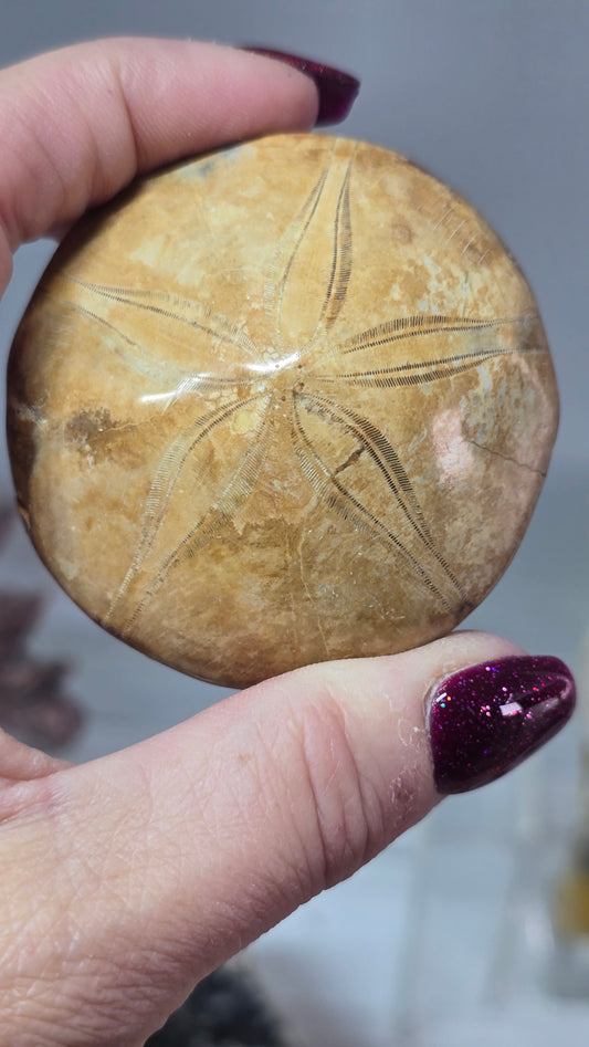 Madagascan Sea Urchin Fossil (sand dollar)